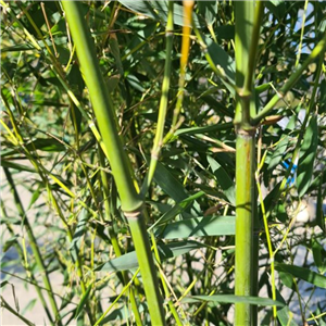 Phyllostachys bissetii