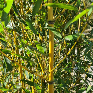 Phyllostachys aureosculata spectabilis