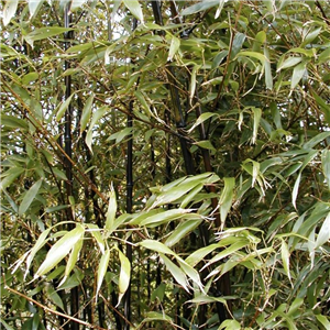 Phyllostachys nigra