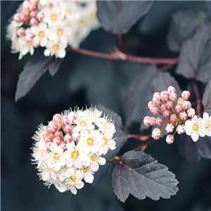 Physocarpus opulifolius Diablo