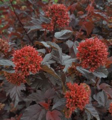 Physocarpus opulifolius Diablo