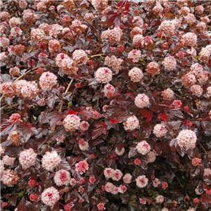 Physocarpus opulifolius Lady in Red