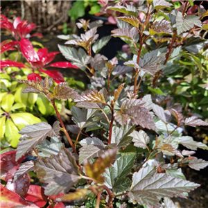 Physocarpus opulifolius Little Devil