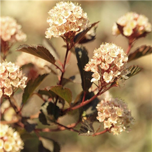 Physocarpus opulifolius Little Joker