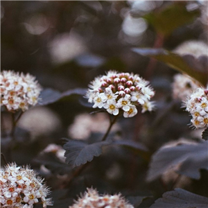 Physocarpus opulifolius Midnight