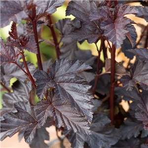 Physocarpus opulifolius Panther