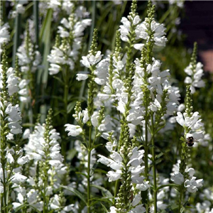 Physostegia virginiana Crystal Peak White