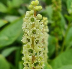 Phytolacca americana Silberstein