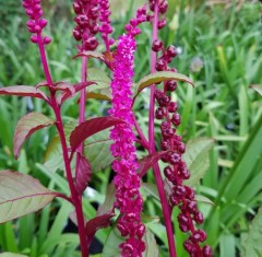 Phytolacca icosandra Purpurascens Group