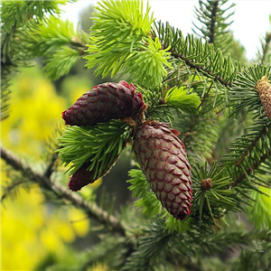 Picea omorika