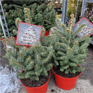 Picea pungens Super Blue