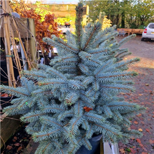 Picea pungens Super Blue