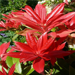 Pieris  Forest Flame