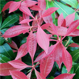 Pieris japonica Mountain Fire