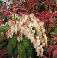 Pieris japonica Mountain Fire