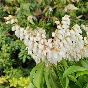 Pieris japonica Purity