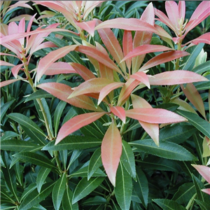 Pieris japonica Scarlet OHara