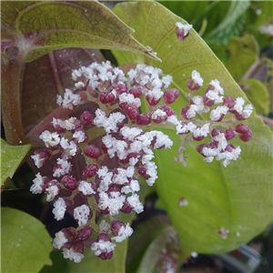 Pilea insolens