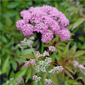 Pimpinella major Rosea