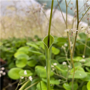 Pinellia ternata