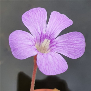 Pinguicula Tina