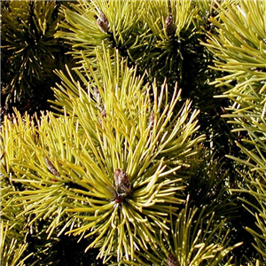 Pinus mugo Carsten