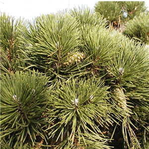 Pinus mugo Colombo