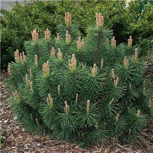 Pinus mugo Mughus