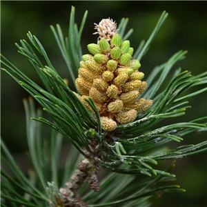 Pinus mugo Echiniformis