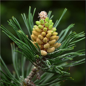 Pinus sylvestris (Scots Pine)