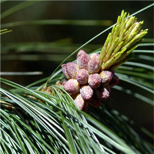 Pinus wallichiana (Bhutan Pine)