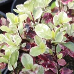 Pittosporum tenuifolium Bannow Bay