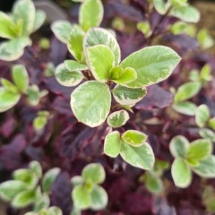 Pittosporum tenuifolium Bannow Bay