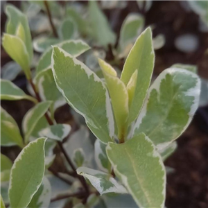 Pittosporum tenuifolium Collaig Silver