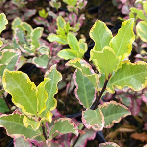 Pittosporum tenuifolium Elizabeth