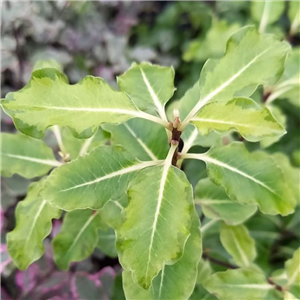 Pittosporum tenuifolium Golden King