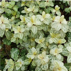 Pittosporum tenuifolium Irene Pattison