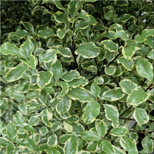 Pittosporum tenuifolium Variegatum