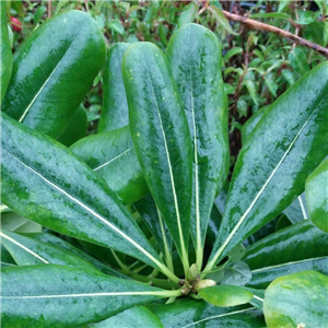 Pittosporum tobira Nanum