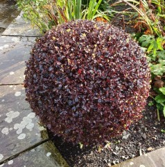 Pittosporum tenuifolium Tom Thumb