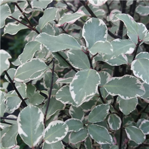 Pittosporum tenuifolium Victoria