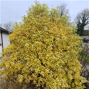 Pittosporum tenuifolium Warnham Gold