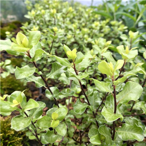 Pittosporum tenuifolium Wrinkled Blue