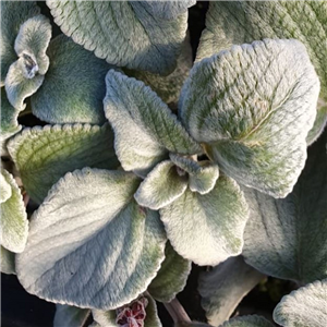 Plectranthus argentatus Silver Shield