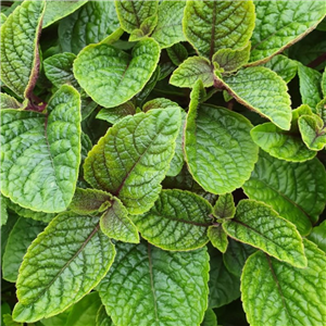 Plectranthus ciliatus