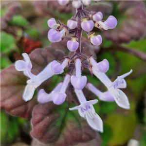 Plectranthus ernstii