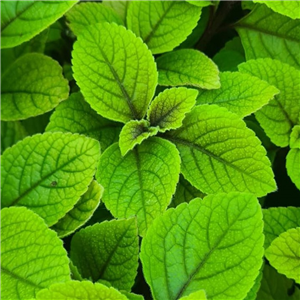 Plectranthus ciliatus Sasha