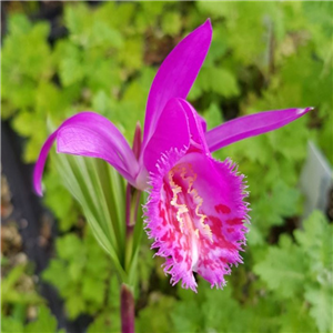 Pleione formosana Tongariro