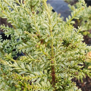 Podocarpus nivalis Kilworth Cream