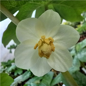 Podophyllum peltatum